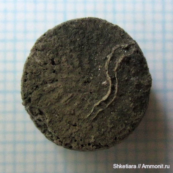 Цемгигант, оксфорд, Cyclocrinus, верхняя юра, обрастание, оксфордский ярус, Oxfordian, Upper Jurassic