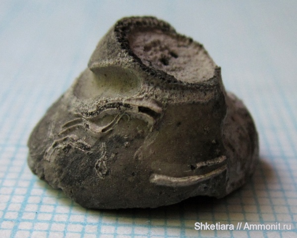 Цемгигант, оксфорд, Cyclocrinus, верхняя юра, обрастание, оксфордский ярус, holdfast, Epizoans, Oxfordian, Upper Jurassic