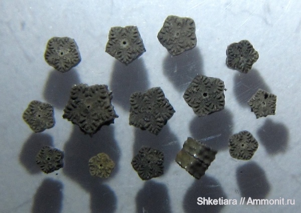 Цемгигант, оксфорд, Pentacrinus, верхняя юра, оксфордский ярус, Oxfordian, Upper Jurassic