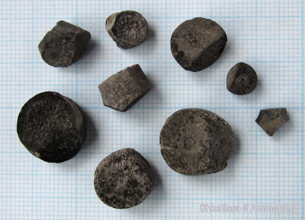 Цемгигант, оксфорд, Cyclocrinus, верхняя юра, оксфордский ярус, Oxfordian, Upper Jurassic