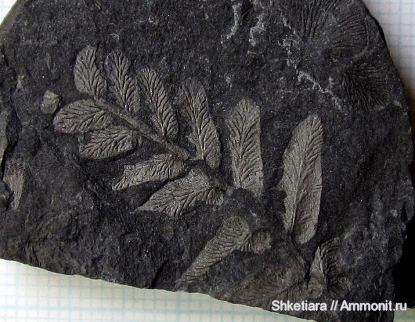 карбон, Carboniferous, Донбасс, Neuropteris, Neuropteris rarinervis