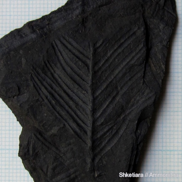карбон, Carboniferous, Донбасс, Alethopteris