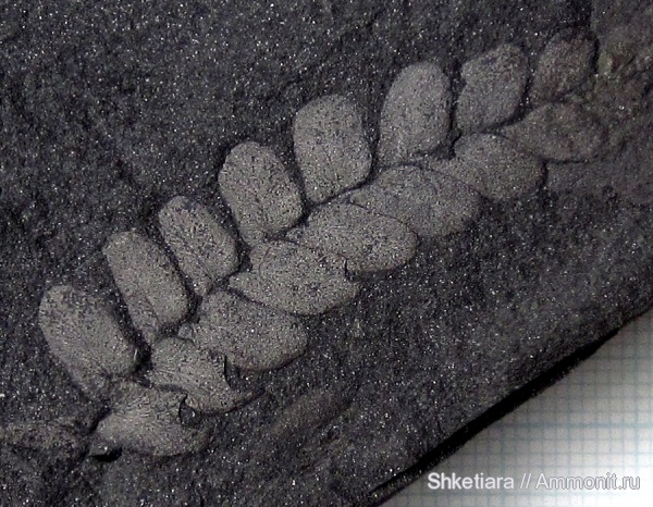 карбон, Carboniferous, Донбасс, Neuropteris