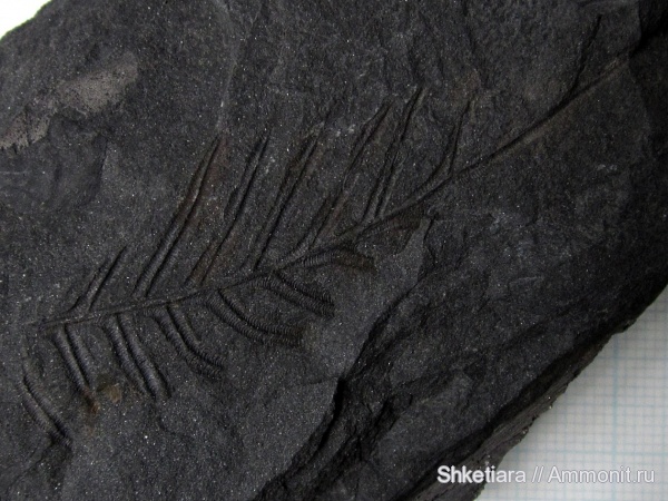 карбон, Carboniferous, Донбасс, Alethopteris