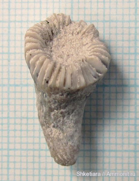 карбон, ругозы, средний карбон, Rugosa, Tetracoralla, Акатьевский карьер, Timania