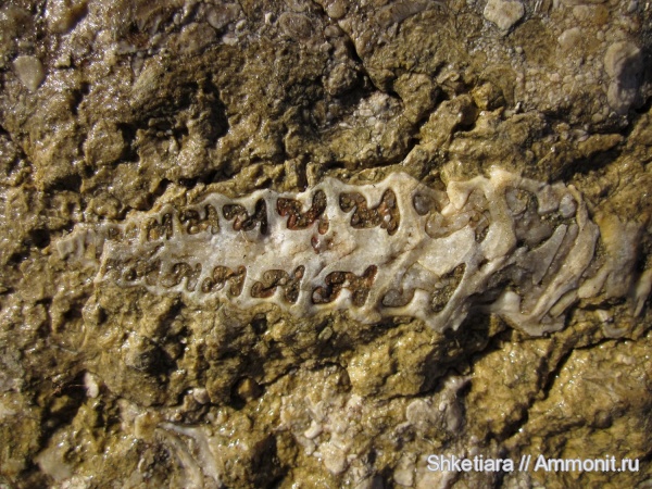 юра, верхняя юра, титон, Nerinea, Nerineidae, гора Фишт, Tithonian, Jurassic, Upper Jurassic