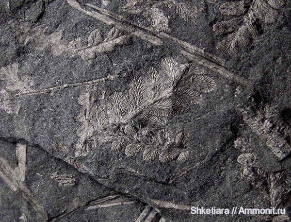 карбон, Carboniferous, Донбасс, Reticulopteris