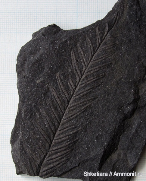 карбон, Carboniferous, Донбасс, Alethopteris, Alethopteris lonchitica