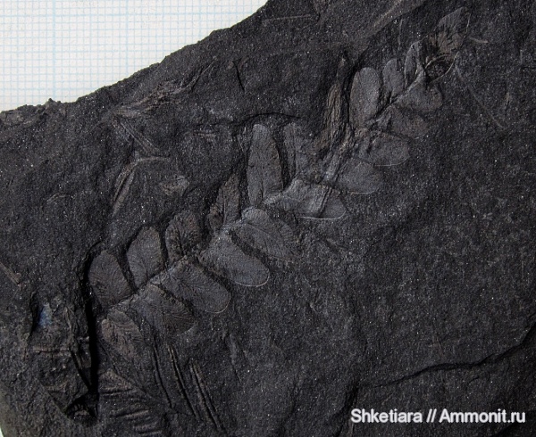 карбон, Carboniferous, Донбасс, Neuropteris