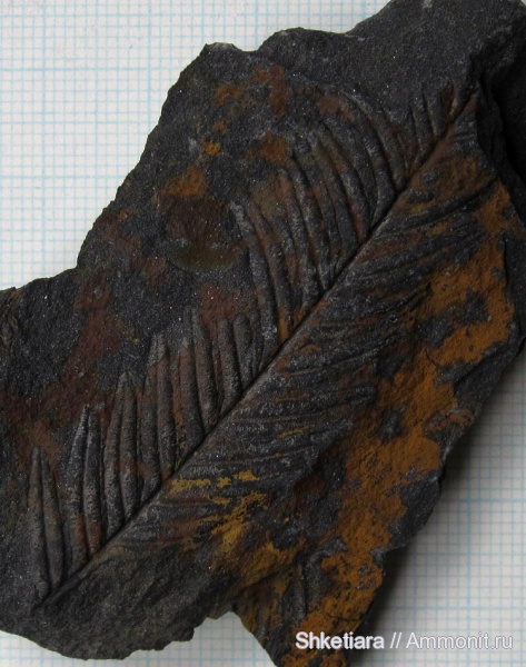 карбон, Carboniferous, Донбасс, Alethopteris, Alethopteris decurrens