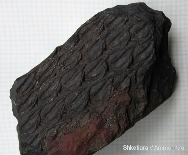 карбон, Carboniferous, Донбасс, Lepidodendron