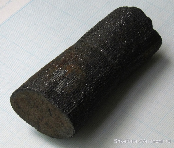 карбон, Carboniferous, Донбасс, каламиты, Calamites