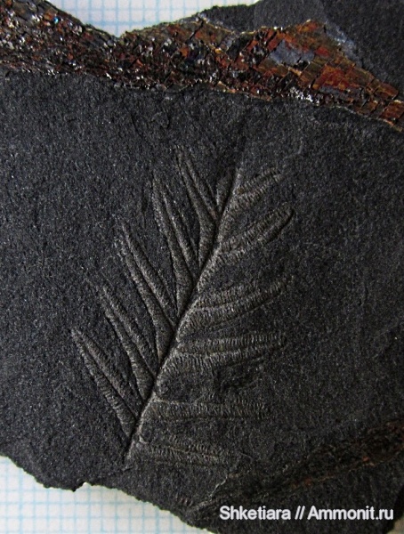 карбон, Carboniferous, Донбасс, Alethopteris