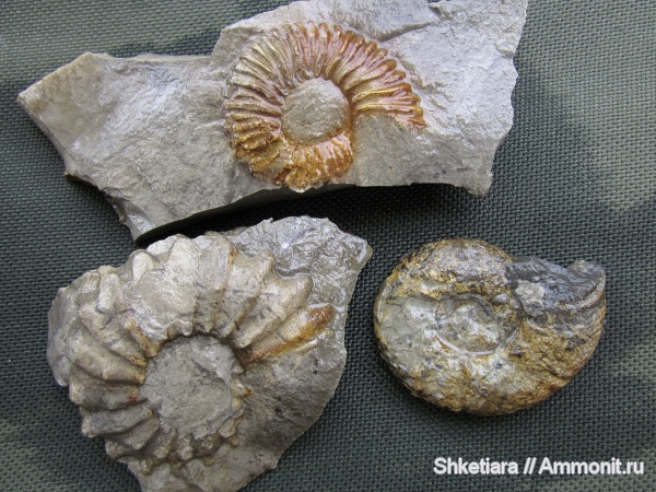 мел, Грузия, Кавказ, Ципурия