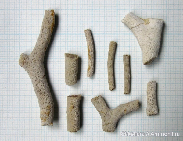 карбон, мшанки, Гжель, гжельский ярус, верхний карбон, Bryozoa