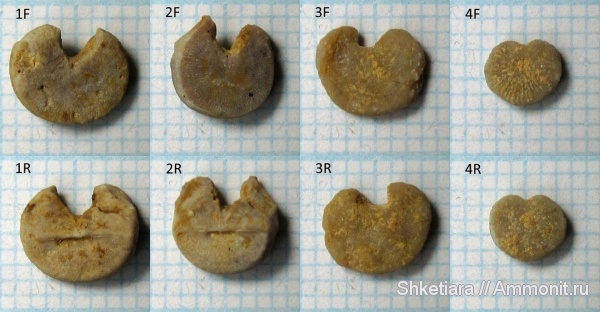 морские лилии, карбон, Гжель, гжельский ярус, верхний карбон, членики морских лилий, Phosphannulus