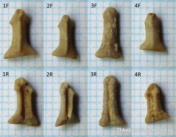 морские лилии, карбон, Гжель, гжельский ярус, верхний карбон, членики морских лилий