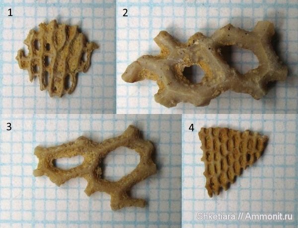 карбон, мшанки, Гжель, гжельский ярус, верхний карбон, Bryozoa