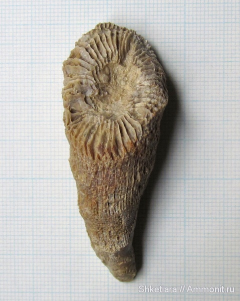 карбон, Гжель, гжельский ярус, Gshelia, верхний карбон, ругозы, Gshelia rouilleri, Rugosa, Tetracoralla