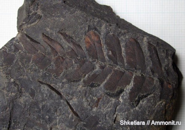 карбон, Carboniferous, Донбасс, Neuropteris, Neuropteris gigantea