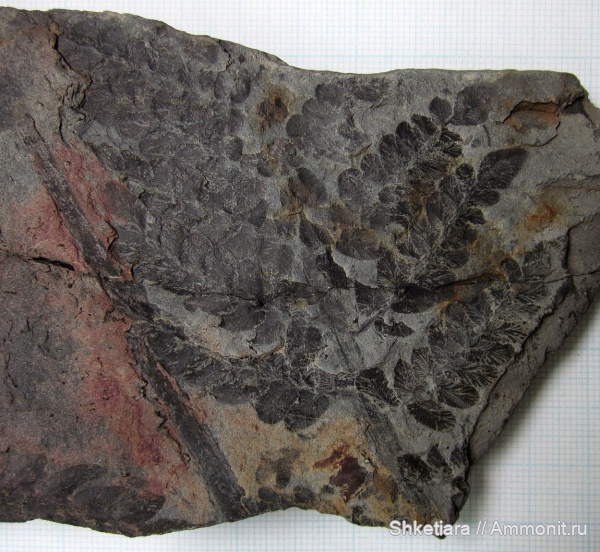 карбон, Carboniferous, Донбасс, Neuropteris