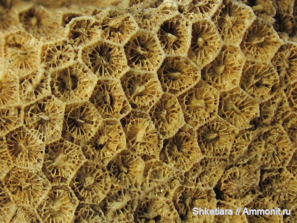 карбон, кораллы, Голутвин, Щуровский карьер, колониальные кораллы, Petalaxis