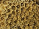 Коралл рода Petalaxis