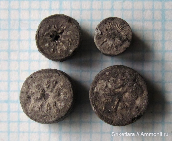 Цемгигант, оксфорд, Cyclocrinus, верхняя юра, оксфордский ярус, Oxfordian, Upper Jurassic