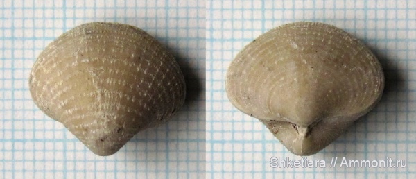 карбон, Spiriferida, Neophricodothyris, Акатьевский карьер