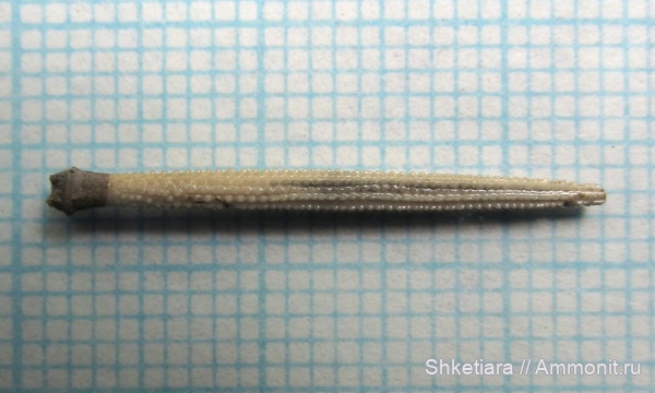 Цемгигант, оксфорд, верхняя юра, Plegiocidaris, оксфордский ярус