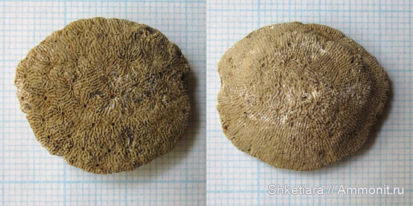 кораллы, келловей, средняя юра, Московская область, Thamnasteria, Тимонино