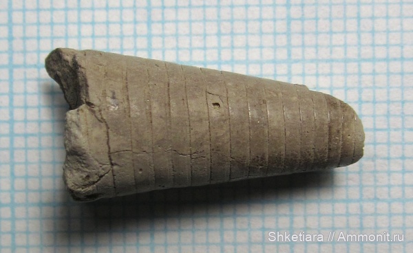 белемниты, Московская область, Belemnitida, belemnites, Тимонино