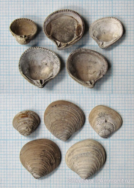 Astarte, Московская область, Trautscholdia, сверления, Тимонино, Oichnus