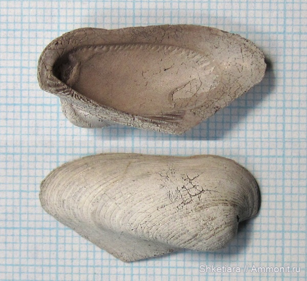 Parallelodon, Grammatodon, Московская область, Grammatodon rouillieri, Тимонино