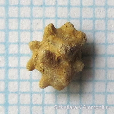карбон, Гжель, гжельский ярус, верхний карбон, Gjellistella, Gjellistella cornifera