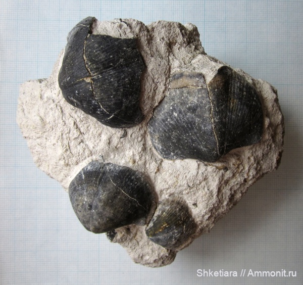 брахиоподы, карбон, средний карбон, Акатьевский карьер