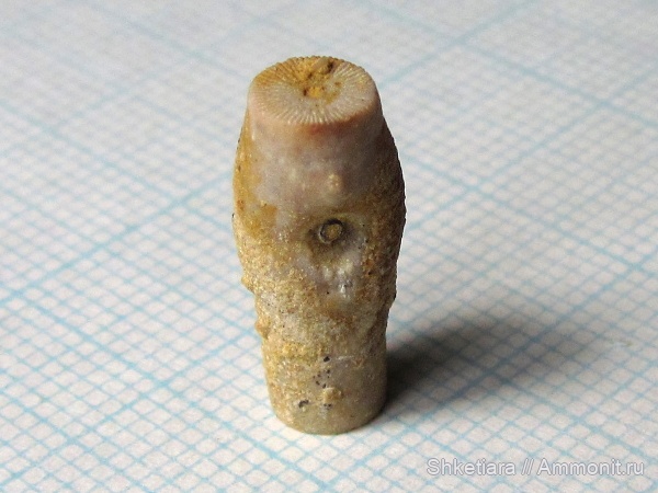 морские лилии, карбон, Гжель, гжельский ярус, верхний карбон, Epizoans, Phosphannulus