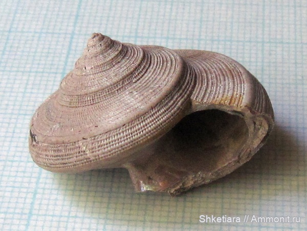 Bathrotomaria, Pleurotomaria, Московская область, Bathrotomaria muensteri, Bathrotomaria buvignieri, Тимонино