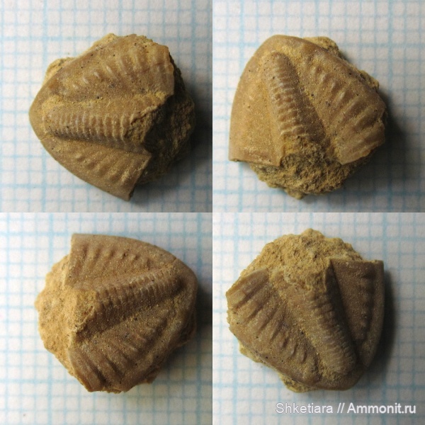 трилобиты, карбон, Гжель, гжельский ярус, верхний карбон, пигидий, Московская область, Trilobita, Ditomopyge