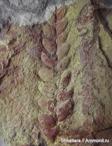 карбон, Carboniferous, Донбасс, Neuropteris