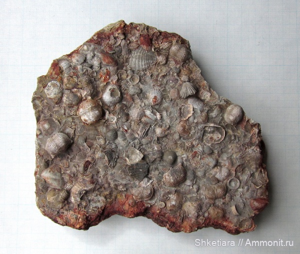 брахиоподы, карбон, нижний карбон, Шаньский карьер, Eomarginifera, членики морских лилий, ракушечник