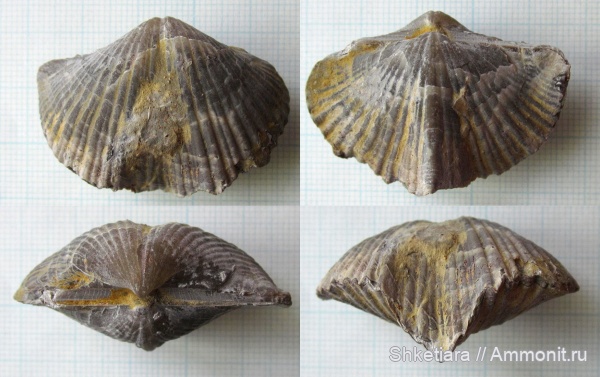 брахиоподы, карбон, нижний карбон, Шаньский карьер, Angiospirifer