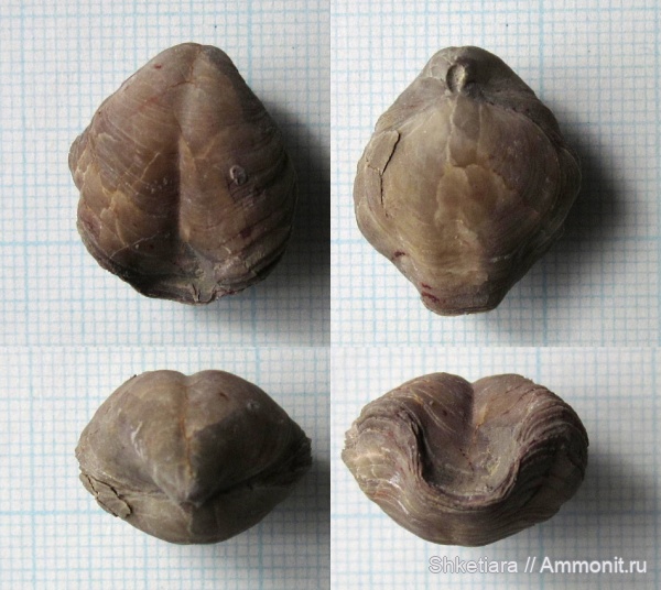 брахиоподы, карбон, нижний карбон, Composita, Шаньский карьер, composita ambigua