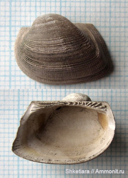 оксфорд, Parallelodon, Grammatodon, верхняя юра, Московская область, Grammatodon pictum, оксфордский ярус, Parallelodontidae, Oxfordian, Тимонино, Macrodon