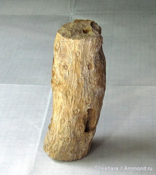 карбон, нижний карбон, stigmaria, стигмарии, Тульская область, Stigmaria ficoides, визейский ярус, Берники карбон, нижний карбон, stigmaria, стигмарии, Тульская область, Stigmaria ficoides, визейский ярус, Берники