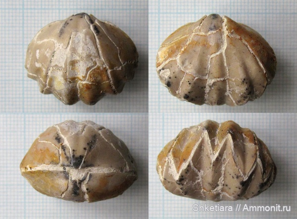 брахиоподы, карбон, Enteletes, средний карбон, Enteletes lamarckii, Акатьевский карьер