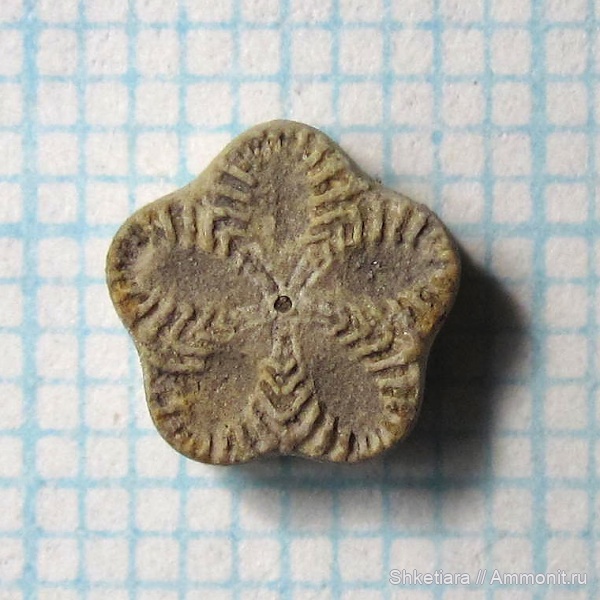 оксфорд, Pentacrinus, верхняя юра, Московская область, Isocrinus, оксфордский ярус, Pentacrinida, Тимонино