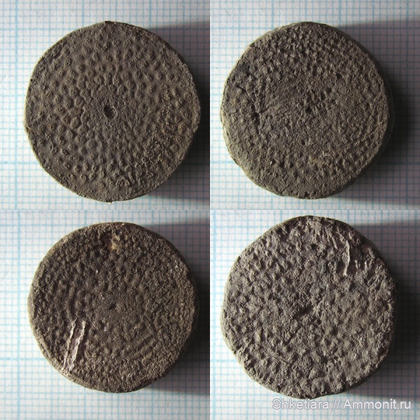 оксфорд, Cyclocrinus, верхняя юра, Московская область, оксфордский ярус, Тимонино