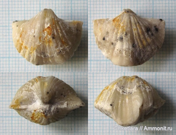 брахиоподы, карбон, Brachythyrina, средний карбон, Spiriferida, Brachythyrina kleini, Акатьевский карьер