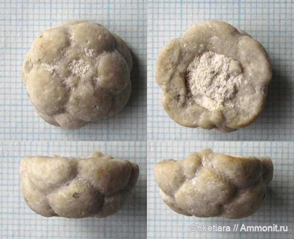 морские лилии, карбон, Горы, Mooreocrinus, Московская область, средний карбон, Mooreocrinus geminatus, Crinoidea, Cromyocrinidae